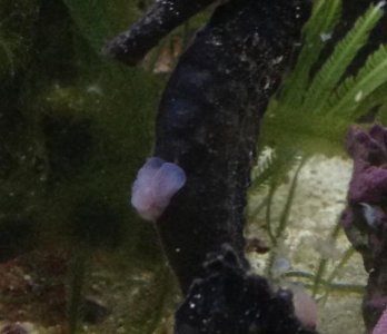 seahorse2.jpg