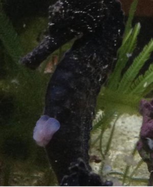 seahorse3.jpg