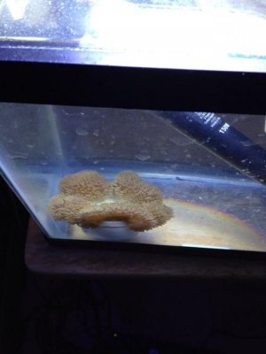 ImageUploadedByTapatalk1380047172.767887.jpg ImageUploadedByTapatalk1380047172.767887.jpg