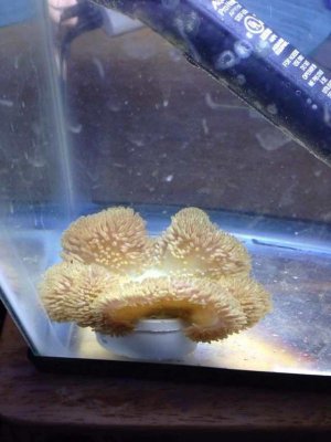 ImageUploadedByTapatalk1380047190.158252.jpg ImageUploadedByTapatalk1380047190.158252.jpg