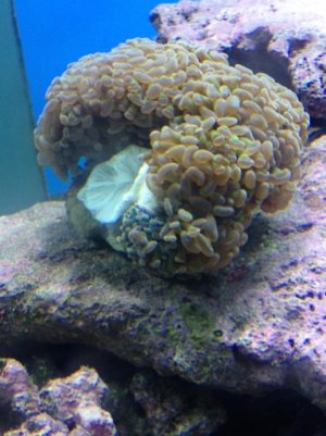 photo aa.jpg