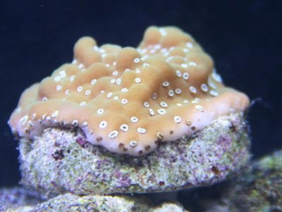 coral.jpg