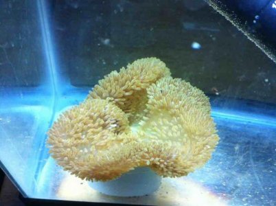 ImageUploadedByTapatalk1380079837.196869.jpg ImageUploadedByTapatalk1380079837.196869.jpg