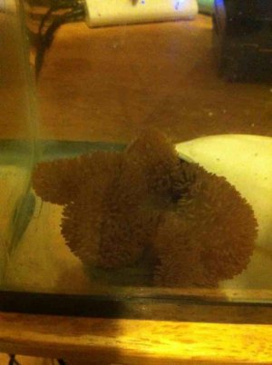 ImageUploadedByTapatalk1380080839.711104.jpg ImageUploadedByTapatalk1380080839.711104.jpg