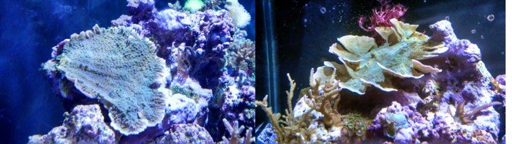 coral growth1.jpg