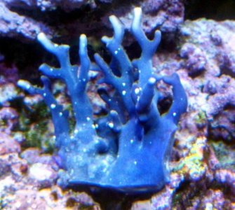 new frag.jpg