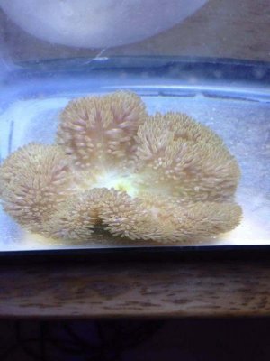 ImageUploadedByTapatalk1380127593.925910.jpg ImageUploadedByTapatalk1380127593.925910.jpg