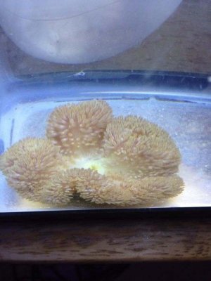 ImageUploadedByTapatalk1380127605.184674.jpg ImageUploadedByTapatalk1380127605.184674.jpg