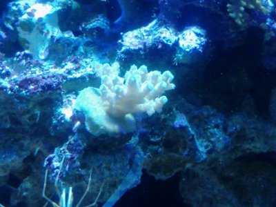 cauliflower.jpg