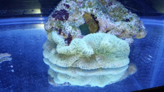 Green Gig Carpet 1 - Day 7 (09_25_13).jpg