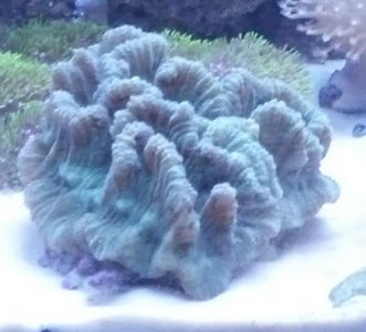 pectinia.jpg