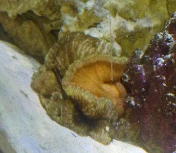 Anemone1a.jpg