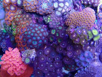 Zoas Gardens.jpg