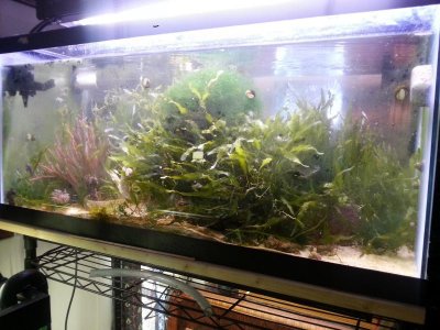 Sea Horse tank.jpg