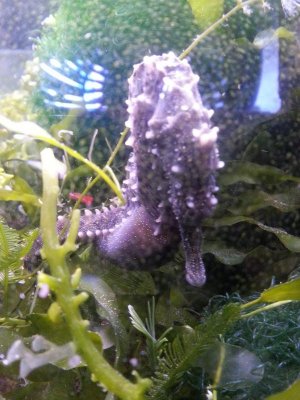 Pregnant sea horse.jpg
