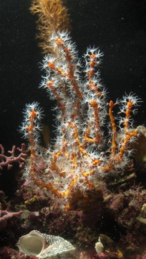 Diodogorgia_nodulifera_23042013.jpg