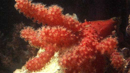 Nephthyigorgia_1_23042013.jpg