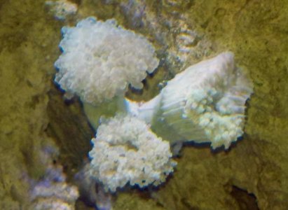 Frogspawn1.jpg
