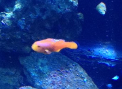 clownfish3.jpg