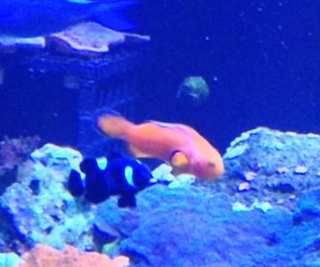 clownfish4.jpg