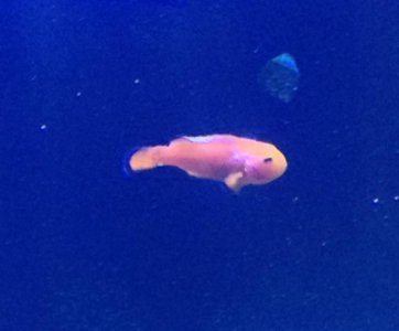 clownfish5.jpg