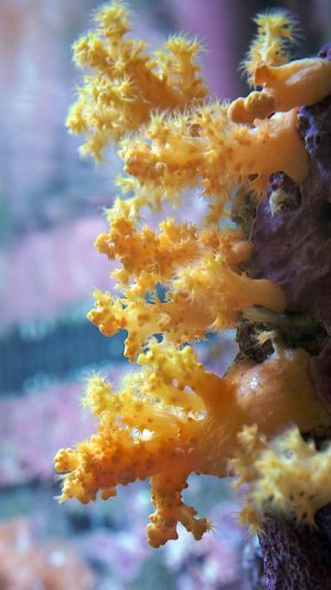 Scleronephthya_24032013.jpg