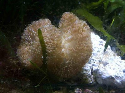 ImageUploadedByTapatalk1380427220.428853.jpg ImageUploadedByTapatalk1380427220.428853.jpg