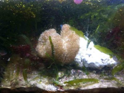 ImageUploadedByTapatalk1380427245.460148.jpg ImageUploadedByTapatalk1380427245.460148.jpg