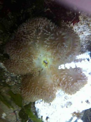 ImageUploadedByTapatalk1380427267.905026.jpg ImageUploadedByTapatalk1380427267.905026.jpg