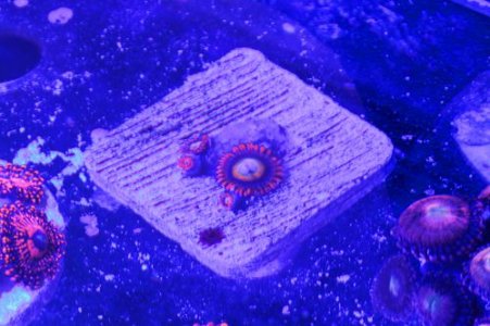 IMG_7197_??.jpg