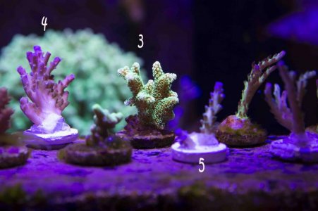 birds triple peach side.jpg