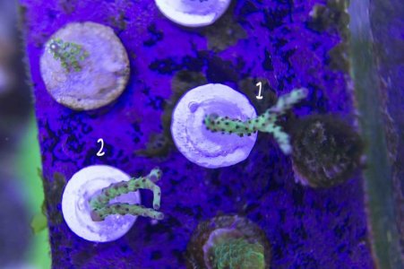 Grape Juice Top N.jpg