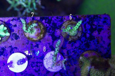 Grape Juide Old and n side.jpg