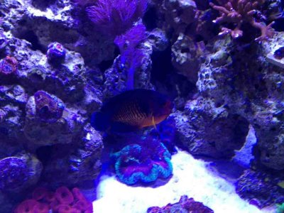 ImageUploadedByTapatalk1380587711.449964.jpg ImageUploadedByTapatalk1380587711.449964.jpg