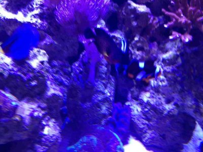 ImageUploadedByTapatalk1380587801.319640.jpg ImageUploadedByTapatalk1380587801.319640.jpg