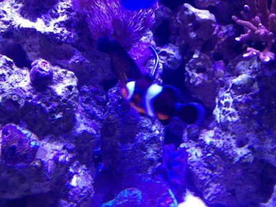 ImageUploadedByTapatalk1380587812.674987.jpg ImageUploadedByTapatalk1380587812.674987.jpg