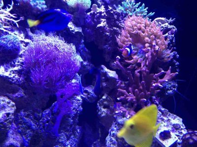 ImageUploadedByTapatalk1380587884.655527.jpg ImageUploadedByTapatalk1380587884.655527.jpg