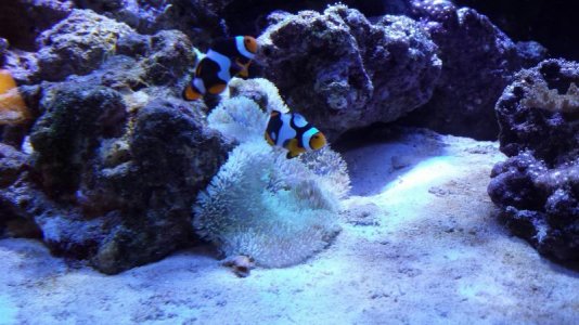 Green Gig Carpet in DT 10_01_13.jpg