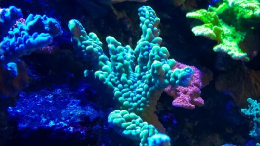 appleberry-montipora.jpg