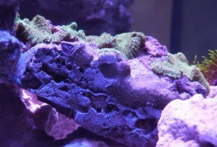 P1010619 up close.jpg