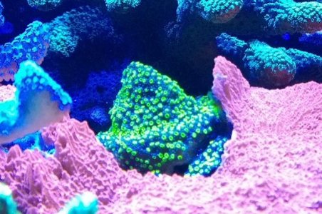 unknown-montipora.jpg