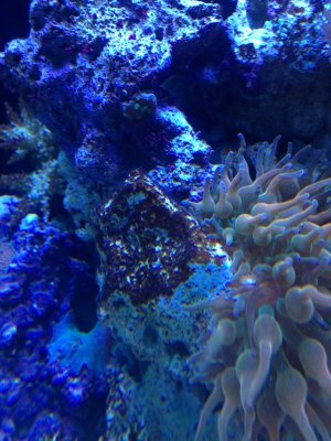 algae1.jpg