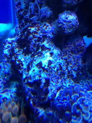 algae2.jpg