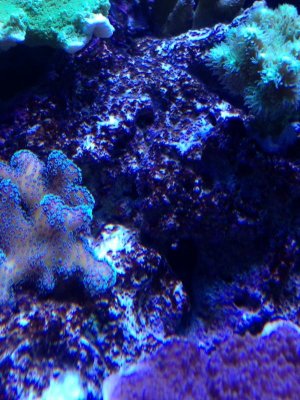 algae3.jpg
