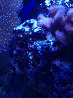 algae5.jpg