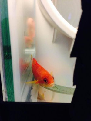 anthias mouth problem.jpg