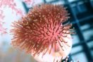 F AU0638 24 Toadstool Leather_small.jpg