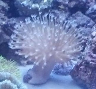 leather frag.jpg