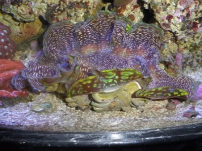 maxima clam pics 003.JPG