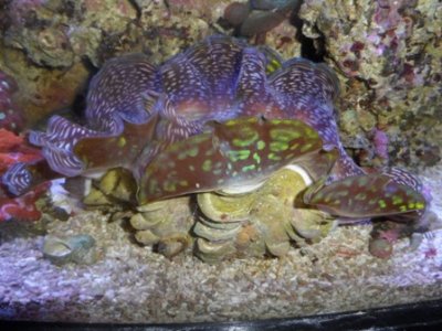 maxima clam pics 004.JPG